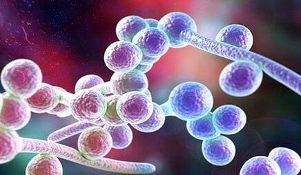 Candida's mushrooms